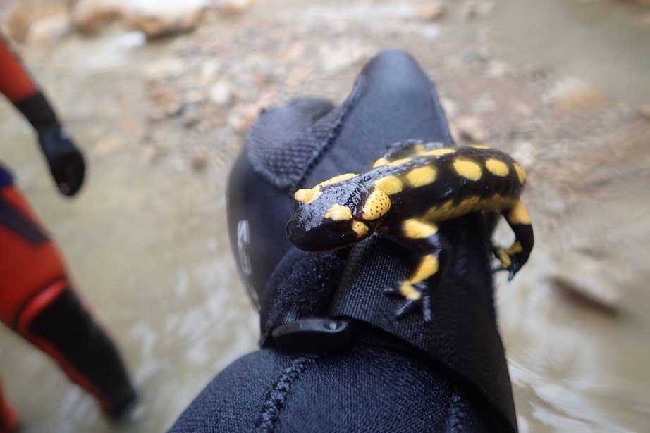 una salamandra en el Forat Negre